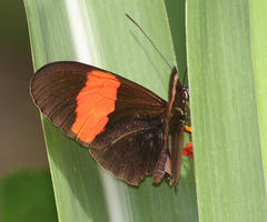 Heliconius erato adana