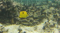 Chaetodon interruptus