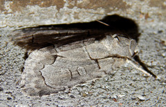 Acronicta radcliffei