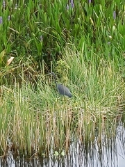 Egretta tricolor image