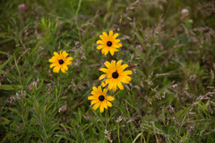 Rudbeckia hirta pulcherrima