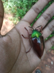 Sternocera chrysis