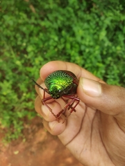 Sternocera chrysis