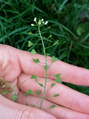 Capsella bursa-pastoris
