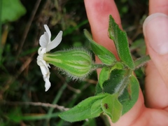 Silene latifolia