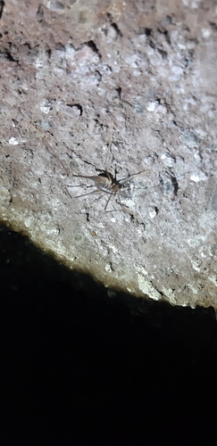 Bended Cave-cricket