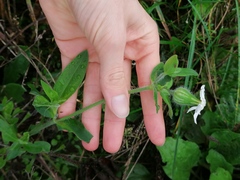 Silene latifolia