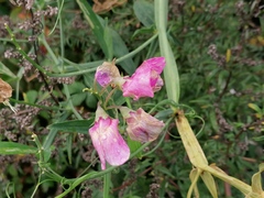 Lathyrus latifolius