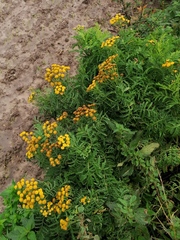 Tanacetum vulgare