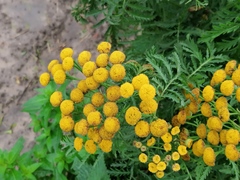Tanacetum vulgare