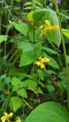 Echeandia mexicana