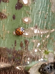 Harmonia axyridis