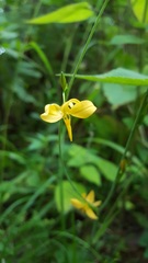 Echeandia mexicana