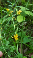 Echeandia mexicana