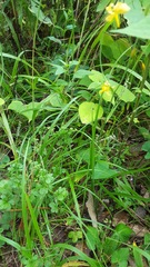 Echeandia mexicana