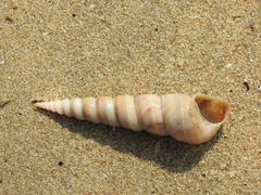 Turritella