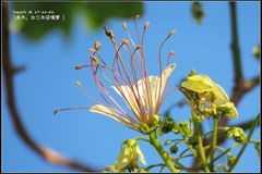 Crateva adansonii formosensis