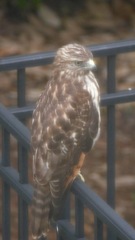 Buteo lineatus