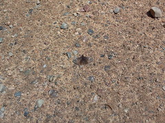 Erynnis icelus