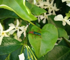 Compsocerus violaceus