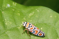 Agrosoma placetis