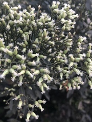 Baccharis halimifolia image