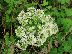 Heracleum sphondylium