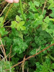 Heracleum sphondylium