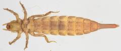 Phyllogomphus selysi