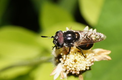 Copestylum limbipenne