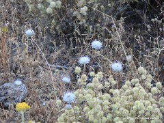 Jasione sessiliflora
