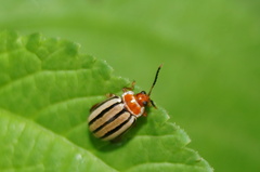 Kuschelina tenuilineata