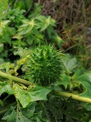 Datura stramonium