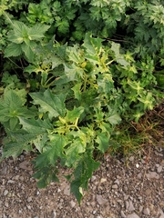 Datura stramonium