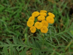 Tanacetum vulgare