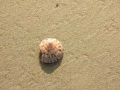 Architectonica laevigata