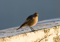 Phoenicurus ochruros