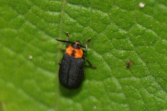 Schematiza collaris