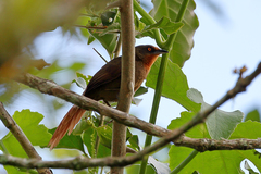 Phacellodomus erythrophthalmus