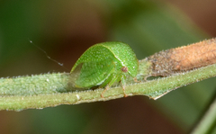 Spissistilus festinus