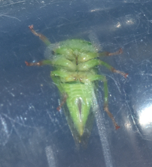 Spissistilus festinus