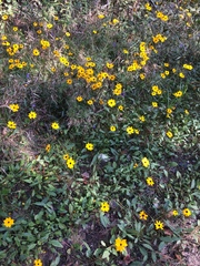 Coreopsis gladiata