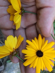 Coreopsis gladiata