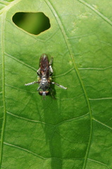Laphriinae