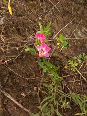 Convolvulus chinensis