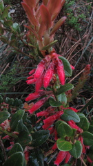 Plutarchia guascensis