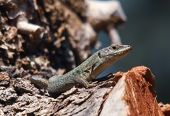 Podarcis siculus