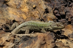 Podarcis siculus