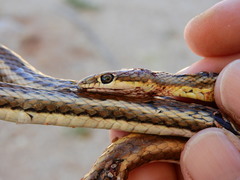 Psammophis trigrammus