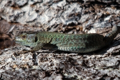Podarcis siculus